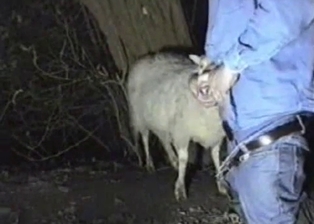 Trying to get sucked by cutest lamb