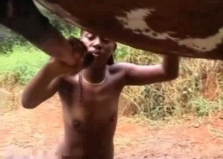 Black beauty gives a nice blowjob for a farm horse