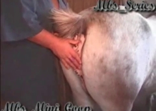 Farm animal likes anal stimulation