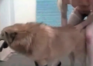 Mongrel and sexy lady are enjoying bestiality